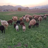 گوسفند میش و بره|حیوانات مزرعه|موچش, |دیوار