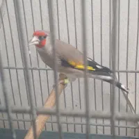 سهره
