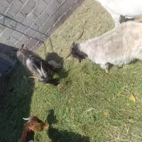 4 بز دونه ای 8500