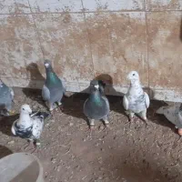 کبوتر جوین|پرنده|عطاملک, |دیوار