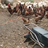 مرغ و خروس محلی و تخم مرغ|حیوانات مزرعه|گرگان, |دیوار