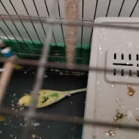 ۱ جفت مرغ عشق با یک مرغ عشق نر با وسایل|پرنده|تهران, شهرک طالقانی|دیوار