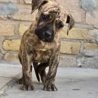 واگزاری توله پیت بول|سگ|اصفهان, همت‌آباد|دیوار