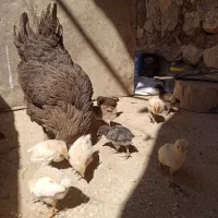 جوجه محلی