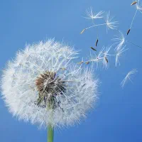 مغازه اجاره داده میشود.