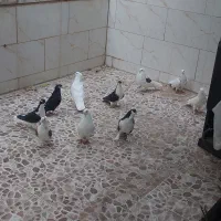 اصفهانی کاکلی و کفتر دوکت|پرنده|یزد, |دیوار