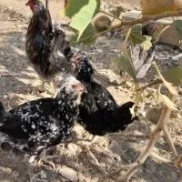 مرغ و خروس گلین چهل تاج