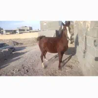 مادیان و کره|اسب و تجهیزات اسبسواری|اصفهان, بهارستان|دیوار