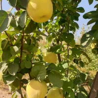 به میوه به ارگانیک|خوردنی و آشامیدنی|شیراز, شهرک فرهنگیان|دیوار