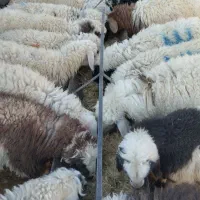 شیری بره|حیوانات مزرعه|بردسیر, |دیوار