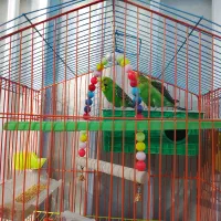 مرغ عشق|پرنده|ایرانشهر, |دیوار