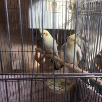 عروس هلندی مولد جفت