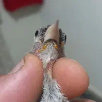 سهره چونه سفید