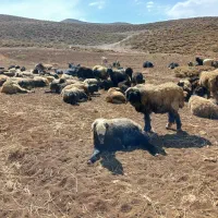 میش‌داشتی|حیوانات مزرعه|رودشت (چهارمحال و بختیاری), |دیوار