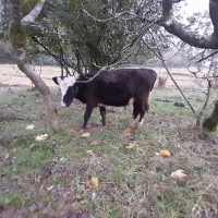 فروش گاو نر|حیوانات مزرعه|تالش, جوکندان|دیوار