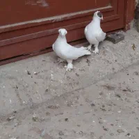 کبوتر ۳جفت کفتر رنگی|پرنده|قمرود, |دیوار