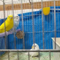 مرغ عشق