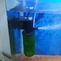 آکواریم|ماهی|سرپل ذهاب, |دیوار