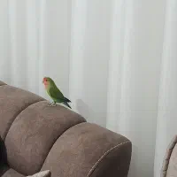 طوطی برزیلی|پرنده|تاکستان, |دیوار