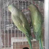 طوطی ملنگو جفت نر و ماده