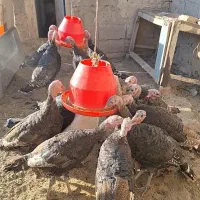 20 عدد بوقلمون نر با یک خروس لاری اصل چهار تا مرغ