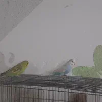 مرغ انگلیسی