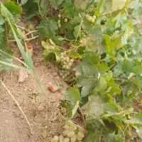 انگور برایه شیره
