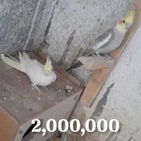 عروس هلندی|پرنده|تربتحیدریه, هاشمینژاد|دیوار