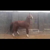 اسب نریان|اسب و تجهیزات اسب‌سواری|قم, پردیسان|دیوار
