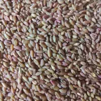 گندم بوجاری شده