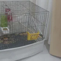 طوطی برزیلی باقفس و وسایل|پرنده|بیجار, |دیوار