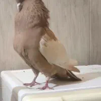 کبوتر سینه ای. سینه زرد . سینه لیمویی. کفترسینه ای