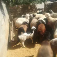 بره|حیوانات مزرعه|مرودشت, ثبت احوال|دیوار