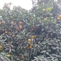 فروش نارنج پرآب|خوردنی و آشامیدنی|بابکان, |دیوار