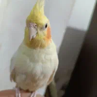 عروس هلندی ماده|پرنده|تبریز, |دیوار