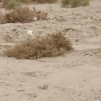 زمین کشاورزی|فروش دفتر صنعتی، کشاورزی، تجاری|زهک, |دیوار