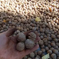 گرده تازه کاغذی