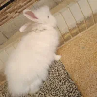 3 عدد خرگوش نر بالغ جوان|موش و خرگوش|قشم, |دیوار