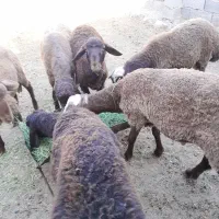 بره نر چاق فروشی