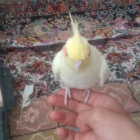 یک عروس  به قیمت 2500
