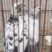 کبوتر|پرنده|رشت, جانبازان|دیوار