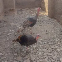 بوقلمون|حیوانات مزرعه|رودان, |دیوار