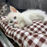 چشماشو ببین