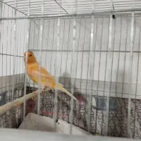 قناری موزاییکی رنگ خاص نروماده آماده