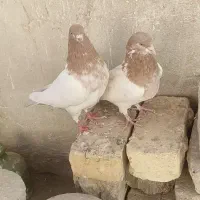 پرنده|پرنده|اصفهان, شهرک کاوه|دیوار