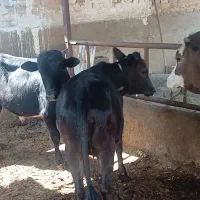 گوساله نر و ماده