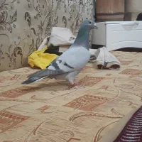 جفت زاجل