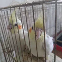 عروس هلندی سالم