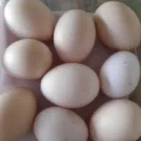 تخم مرغ ابریشمی