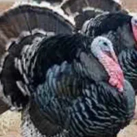 بوقلمون تازه سالم  پروتین طبیعی طعم خوشمزه